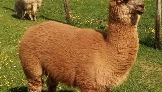 Eselhof Mobilheim - Foto 4