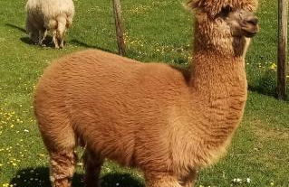 Eselhof Oberlascheid - Foto 7