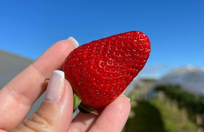 Fazenda de Morangos - Foto 9