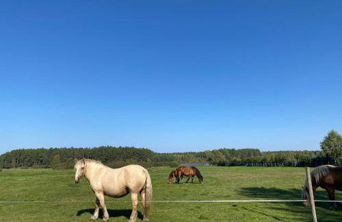 Dom Przy Lesie Zielonowo - Foto 19
