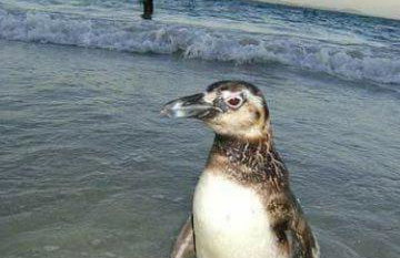 Praia Grande Le Bon Vivant 306 - Foto 4