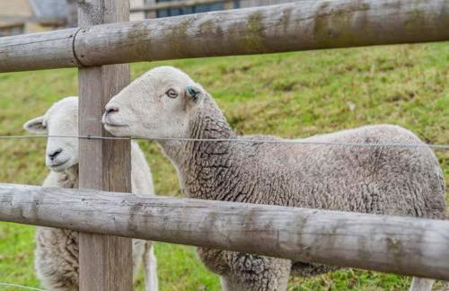 Lochinvar - Clydesdale Log Cabin with Hot Tub - Photo 12
