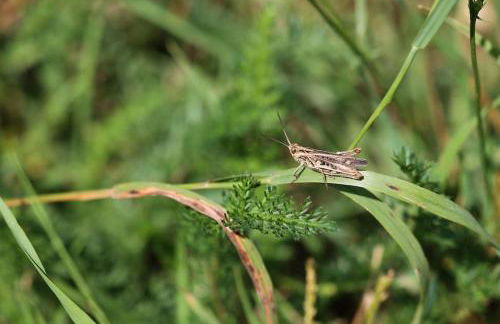 Bienenwagen Weitblick, Kamin, Sauna ganzjährig nutzbar - Foto 21