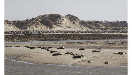 cottage proche du bord de mer et au cœur des dunes - Foto 3
