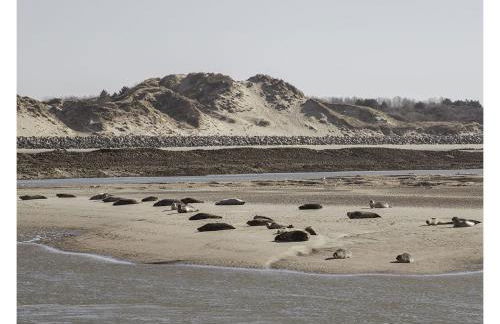 cottage proche du bord de mer et au cœur des dunes - Foto 3