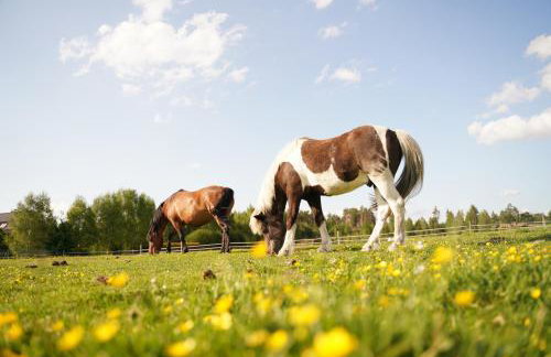 Agroturystyka Sominy - Foto 54
