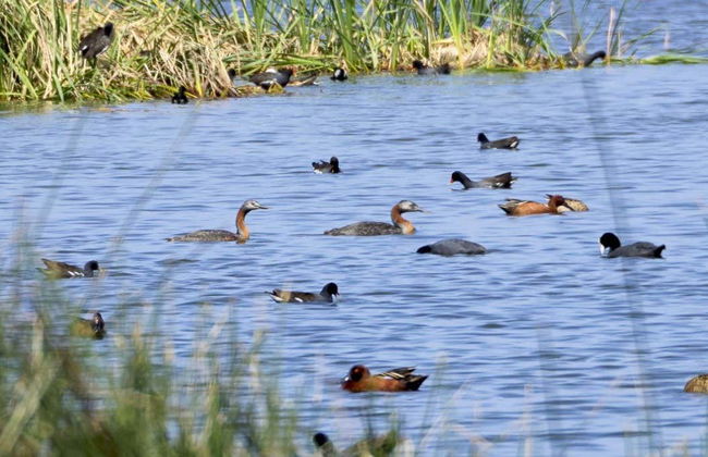 Escursione a Puerto Grau, paludi di Ite e collinette di Tacahuay - Foto 7