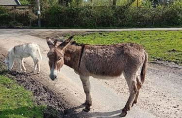 Forest Heath Holidays - Denphyl - Foto 27