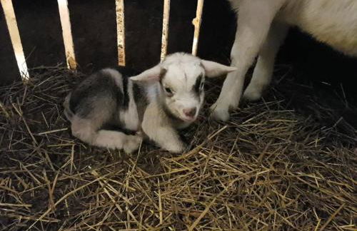 Bauernhof Süßhof - Foto 50