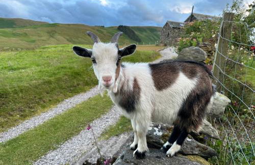 Wild boar barn - Foto 28