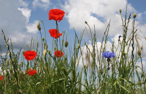 Villa Seeschwalbe Plau - Foto 60