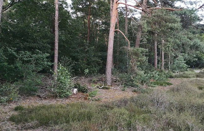 Chalet in Stegeren Near Hiking Trails - Photo 33