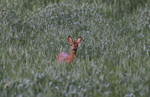 Romantic Thatched Roof House - Foto 21