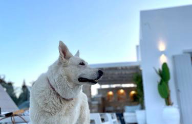 SUNSENSES luxury VILLAS Paros - Photo 14