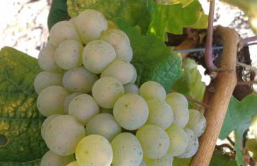 Weingut Matthias Dauns - Foto 43