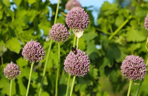 Casa Maria - Foto 70