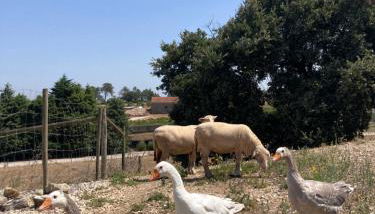 Casas de São José - Foto 2