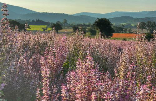 Le Petit Delphia - Photo 41