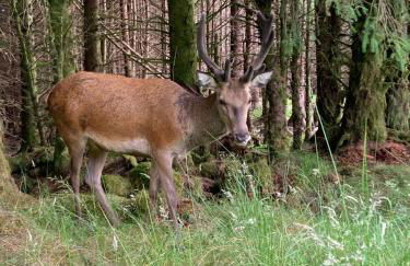 Thistle Do Fort William - Foto 26