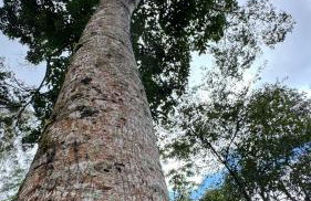 Chalé da Cachoeira - Cachoeira particular dentro da hospedagem - Foto 79