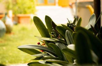 Agriturismo Podere Nigriano - Foto 20