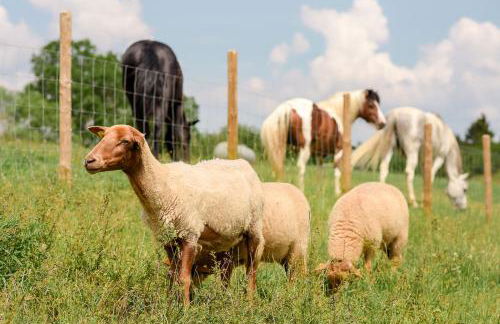 Nengshof Ferienhaus Glockenblume - Foto 28