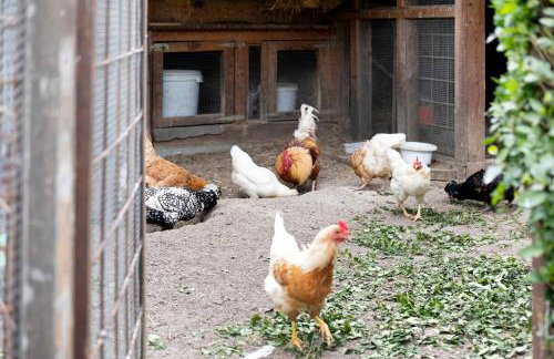 Bauernhof Sackgut - Foto 44