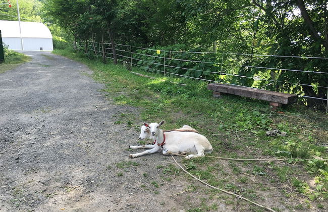 Farm Inn Dococa Farm - Photo 14