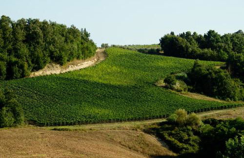 Fattoria Fibbiano - Foto 107