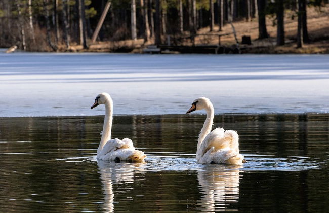 Shishki na Lampushke - Finnish Kalevala - Foto 16