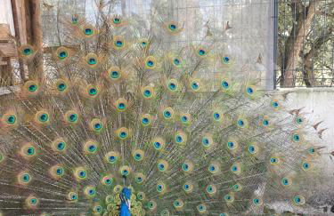 Casa do Cedro no Campo - Foto 43