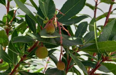 Páteo dos Oliveira - Casa dos Senhores - Foto 17