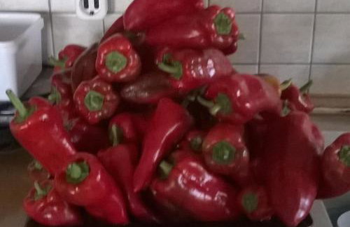 Martha's Villa - Foto 25