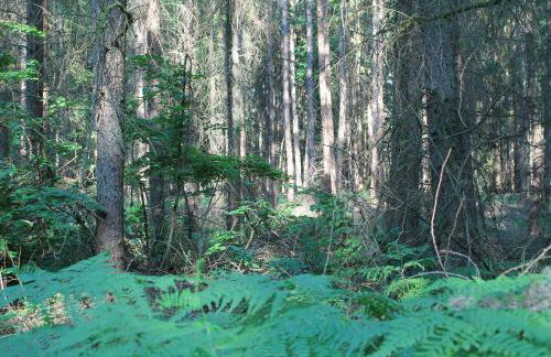 Ferienappartement am See II im Biospharenreservat Schorfheide - Foto 8