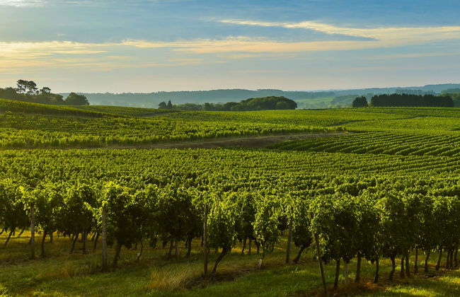 Graves and Entre-deux-Mers Winery Visits & Wine Tasting - Foto 1