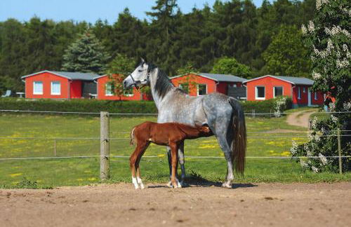 Ferienhaus am Garder See mit Panorama - Foto 38