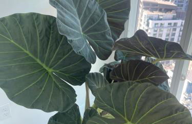 Luxury Designer Suite with Rooftop Pool, Gym - Foto 27