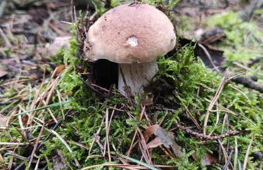 Leśny Domek - Foto 28