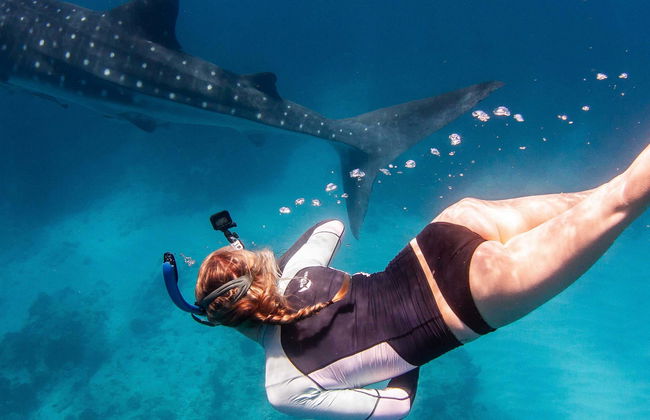 Swim with Humpback Whales or Whale Sharks - Photo 1