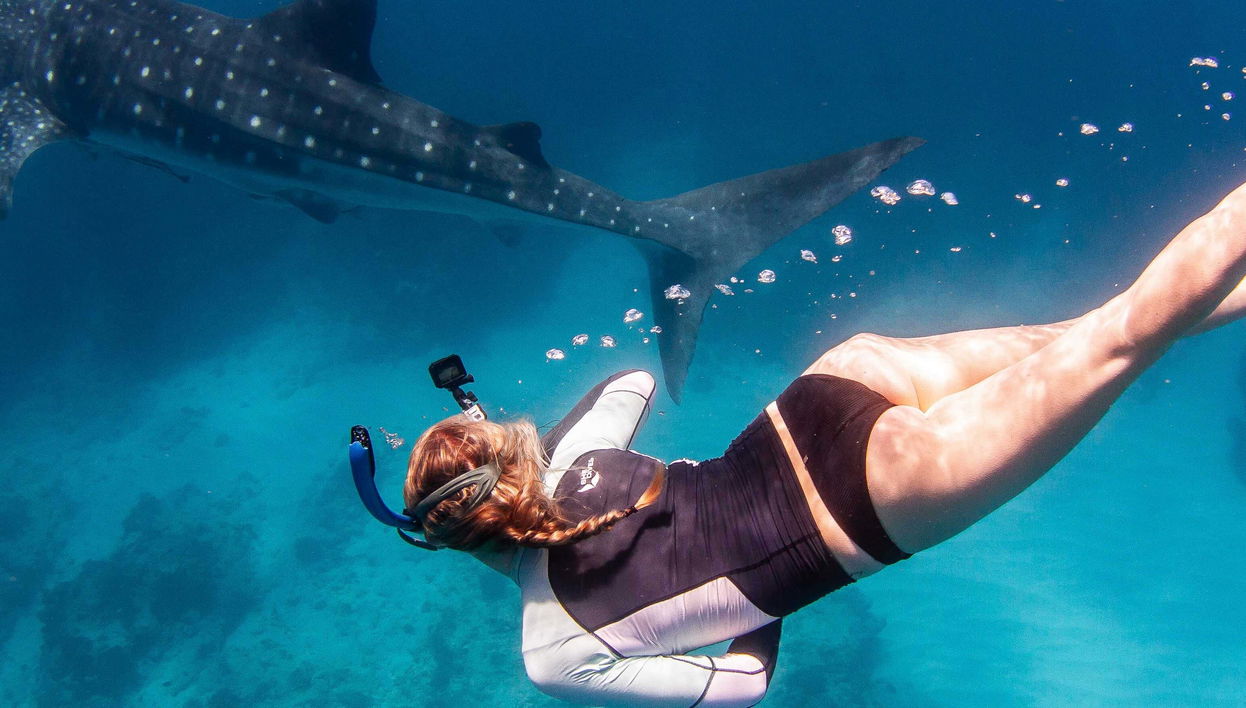 Swim with Humpback Whales or Whale Sharks
