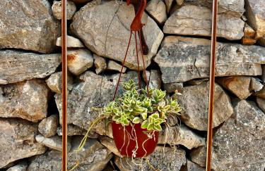 Trulli delle succulente - Foto 11