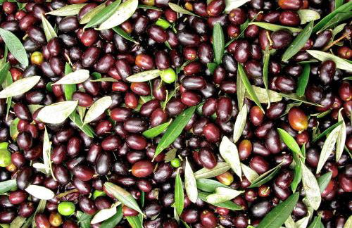 Agriturismo Il Ponticello - Foto 41