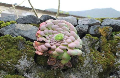 Casa da Guiomarinha - Foto 3