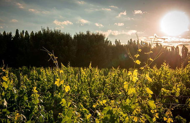 Tour privato delle cantine di Luján de Cuyo - Foto 2