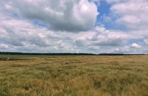 Ferienwohnung am Reinhardswald -Buchenzweig- - Foto 27