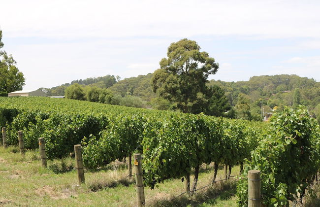 Pavilions at Lenswood - Foto 33