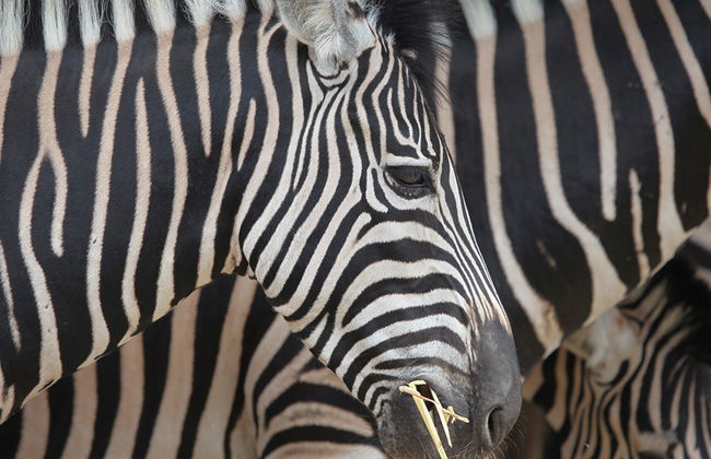 Selwo Aventura - Estepona - Photo 7