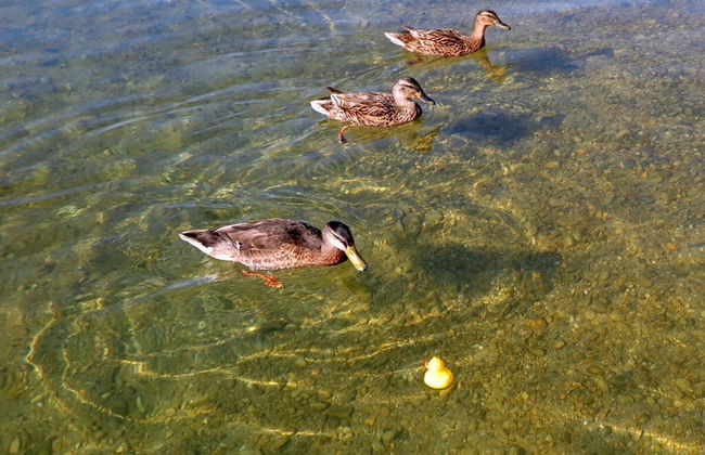 Dennenboomdroom - Photo 18