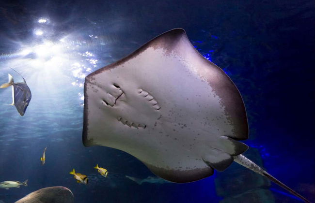 Entrada a SEA LIFE® Constanza - Foto 7