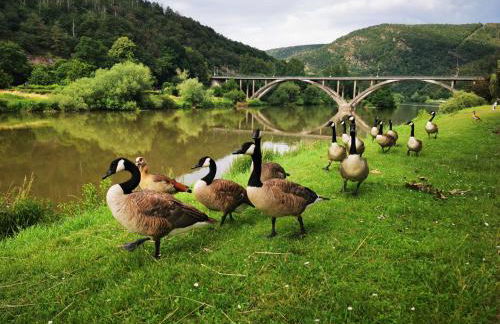 La Bayenne - Foto 17